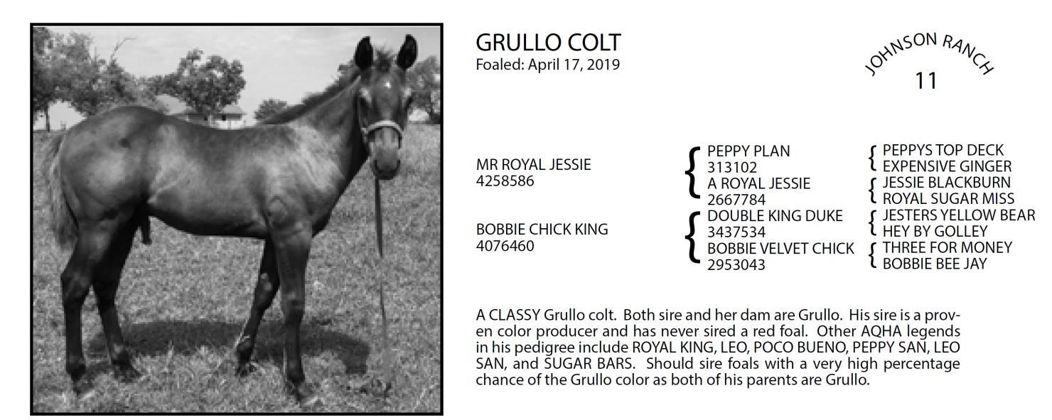 Lot 11 Cooper Quarter Horses 39th Annual Production Sale