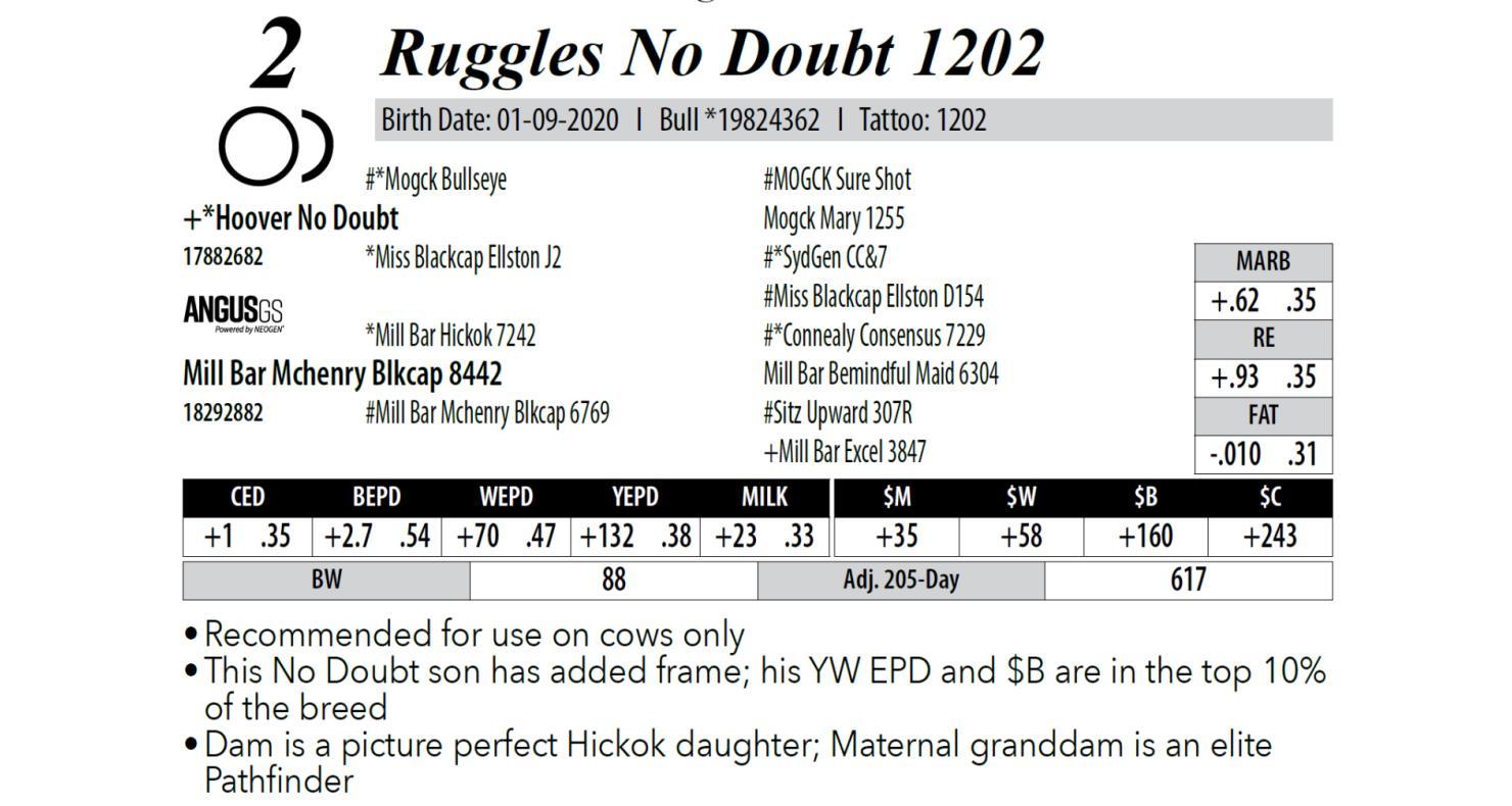 Angus Auctions Lot 2 Ruggles Angus Annual Bull Sale