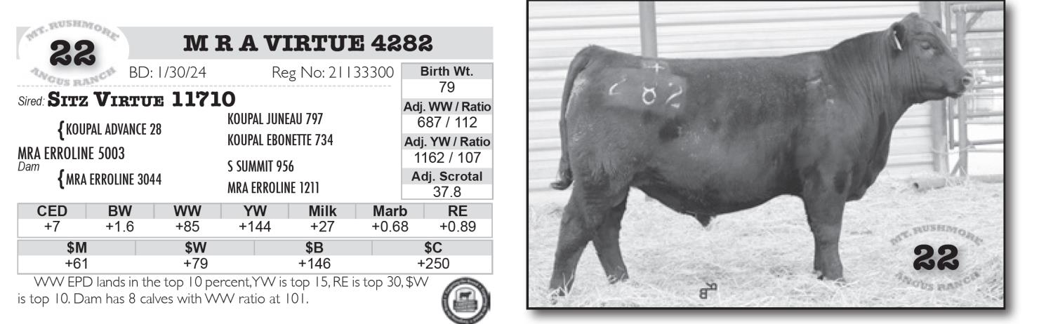 Lot 22: Mt. Rushmore Angus Ranch - 59th Annual Production Sale | DVAuction
