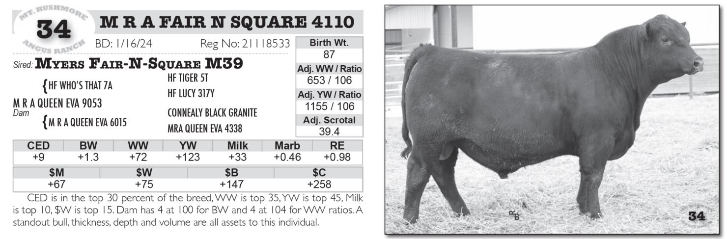 Lot 34: Mt. Rushmore Angus Ranch - 59th Annual Production Sale | DVAuction