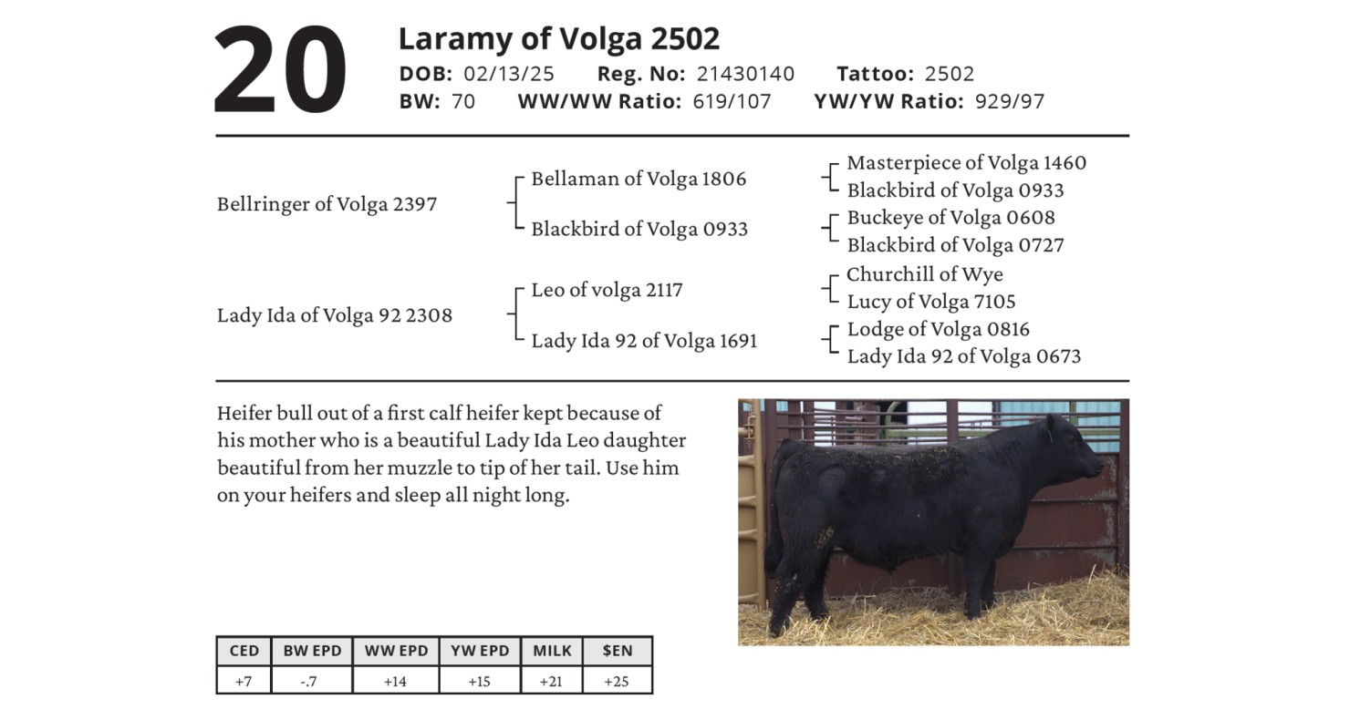 Laramy Rounded Soft Lot 20 - Laramy of Volga 2502: Cotton Angus Ranch - Annual Angus Bull ...