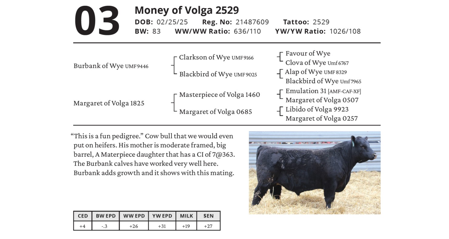 Lot 3 - Money of Volga 2529: Cotton Angus Ranch - Annual Angus Bull ...