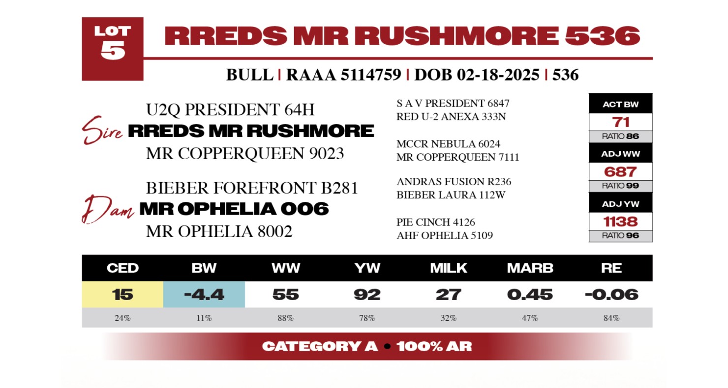 Lot 5: Rhodes Red Angus - 11th Annual Red Angus Bull Sale | DVAuction