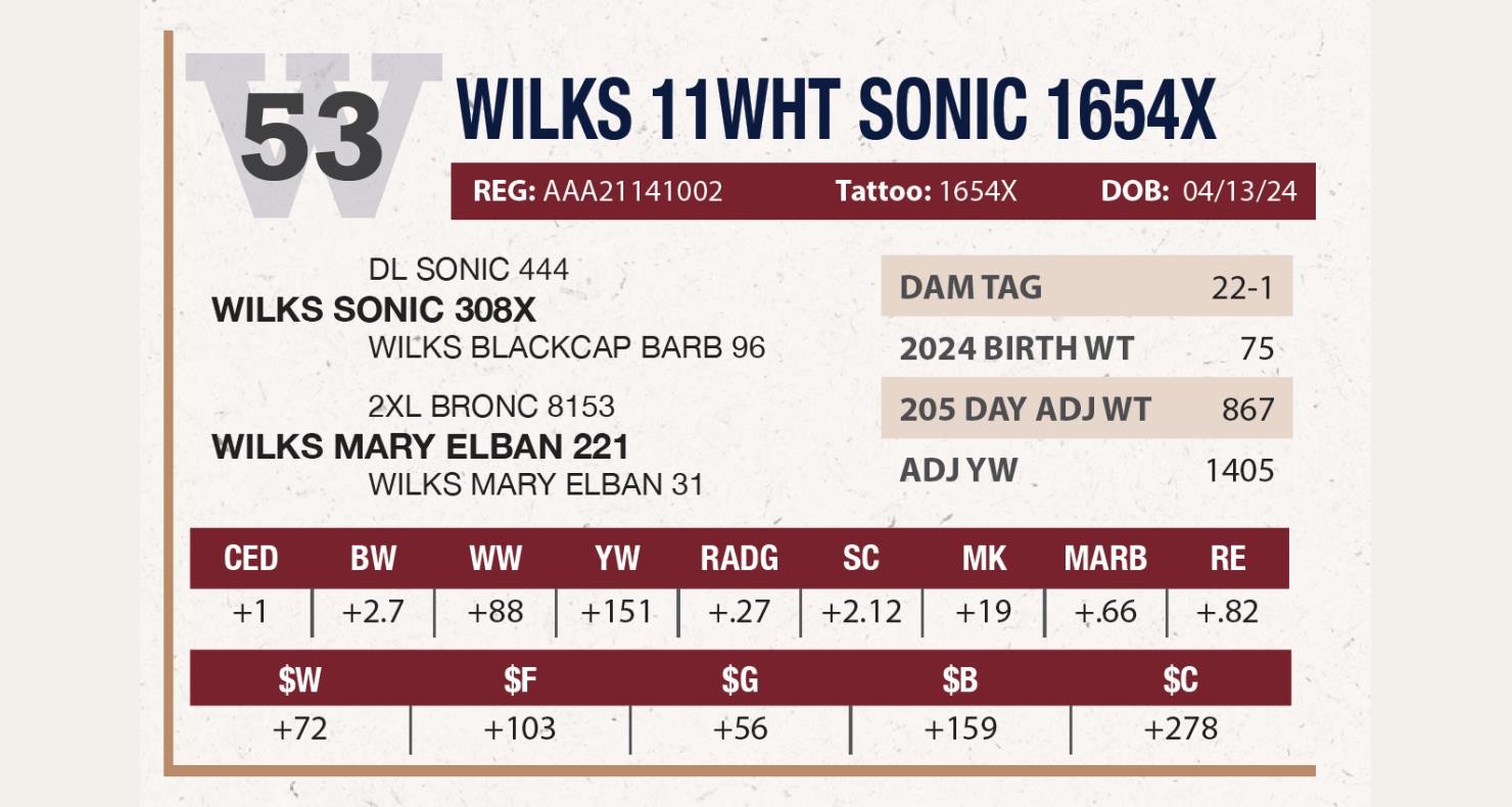 Lot 53: Wilkinson Ranch - Annual Angus Bull Sale | DVAuction
