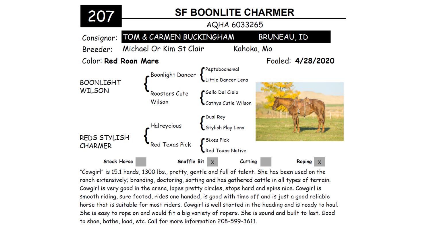 Lot 207 Red Bluff Bull & Gelding Sale Annual Gelding Sale DVAuction