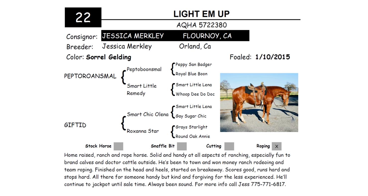 Lot 22 Red Bluff Bull & Gelding Sale Annual Gelding Sale DVAuction
