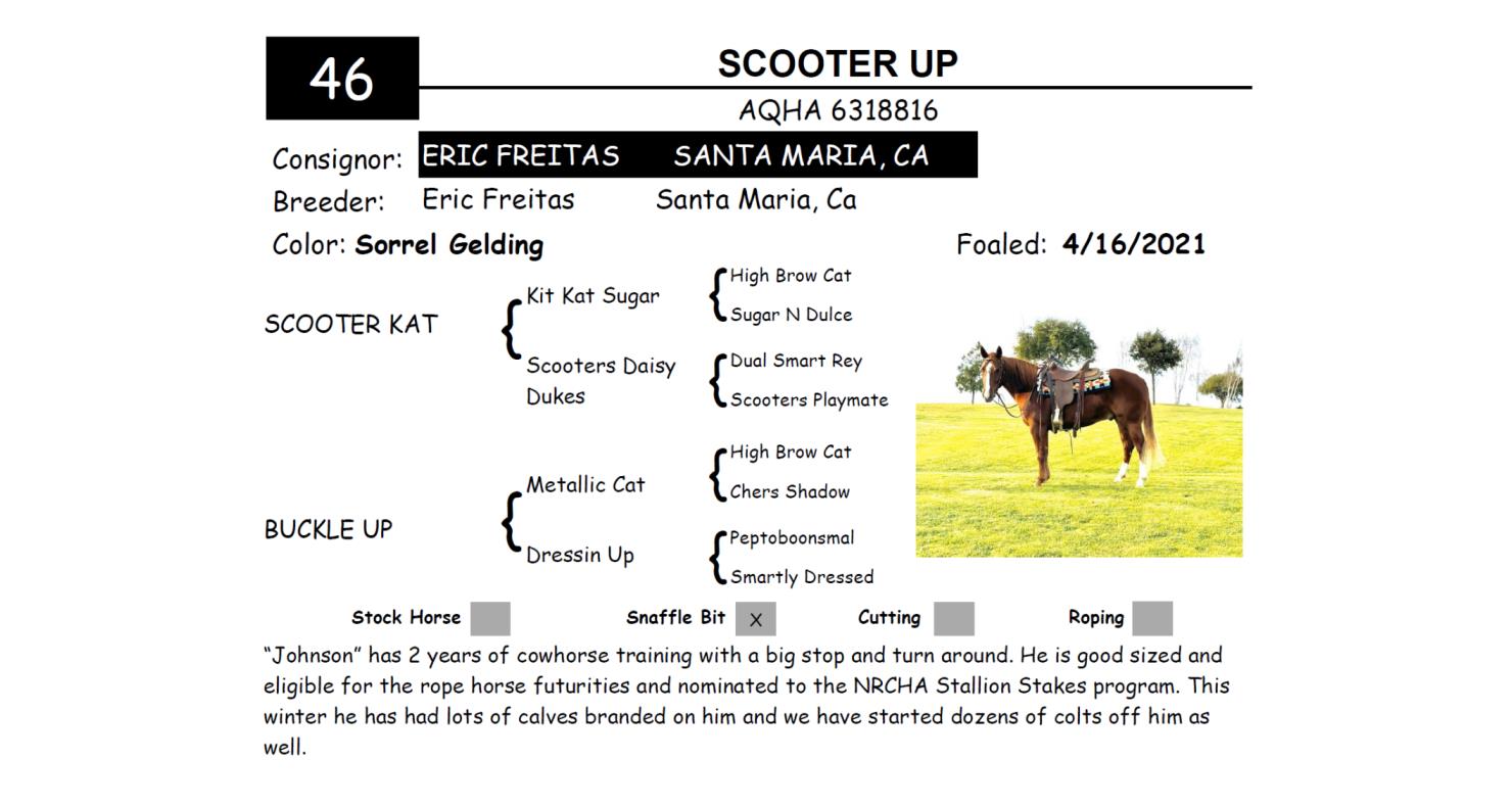 Lot 46 Red Bluff Bull & Gelding Sale Annual Gelding Sale DVAuction