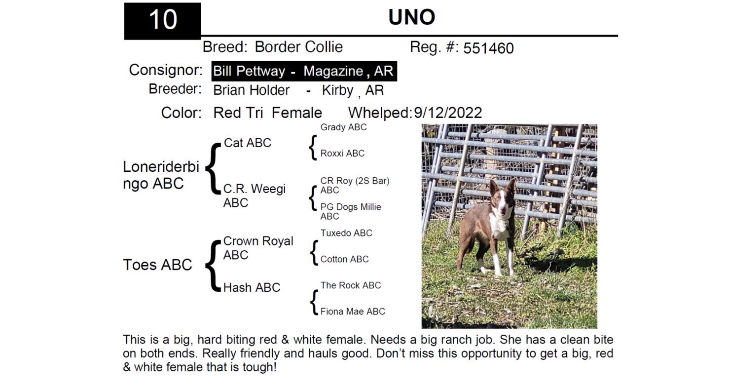 Lot d10 Red Bluff Bull & Gelding Sale Annual Stock Dog Sale DVAuction