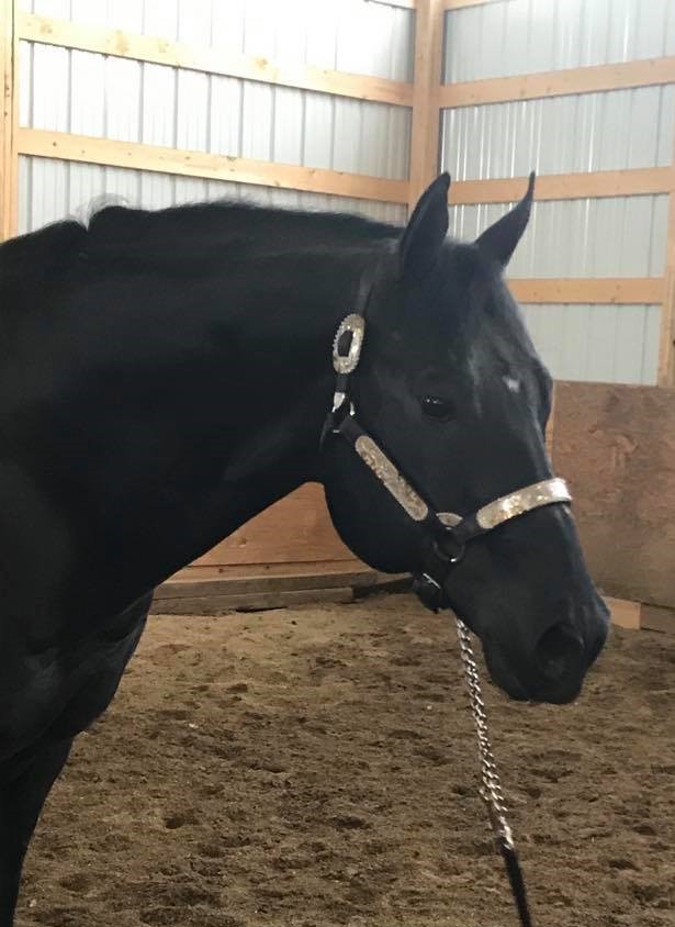 Lot 52 Innovation Only, 1999 Black, AQHA No. 3812746 Breeder's