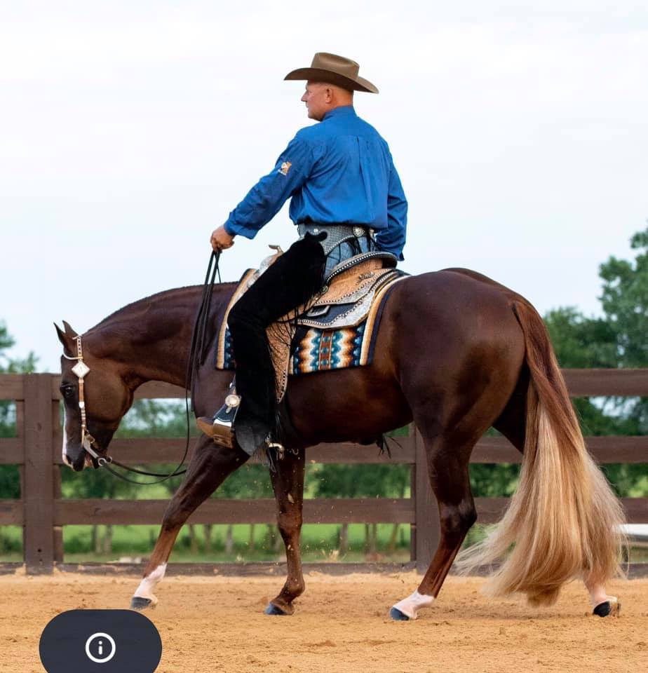 Lot 6 - The Best Principles, 2017 Sorrel, AQHA No 5802557 ...