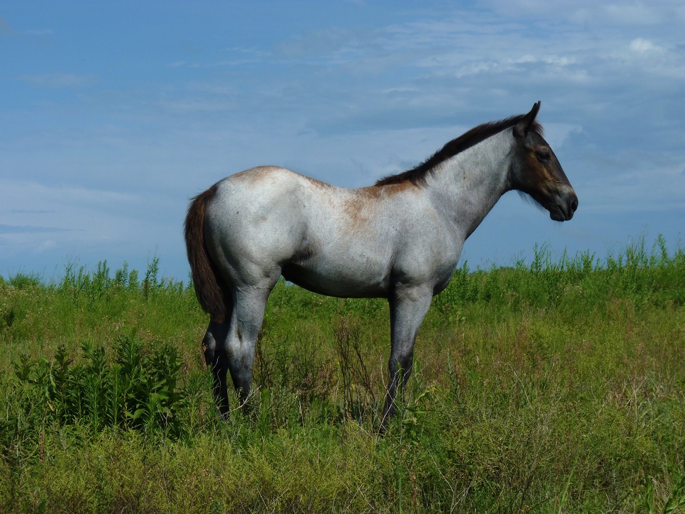 Lot 48 2020 Blue Roan Filly AQHA Pending April 25, 2020 Online Only Horse Sale Blue