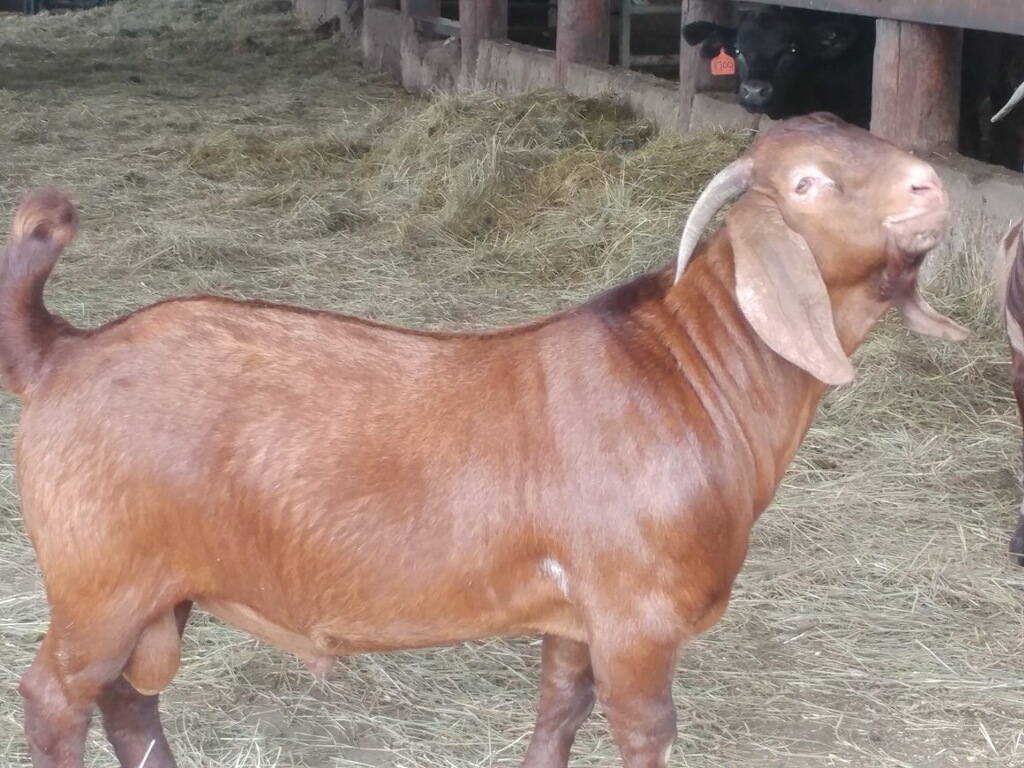 Lot 11 TJS Painted Ladies Mo Copper Great Lakes Boer Goats Annual