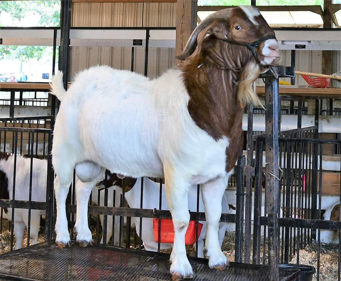 Lot 16 NGB1 Sharper Vision Great Lakes Boer Goats Annual Boer