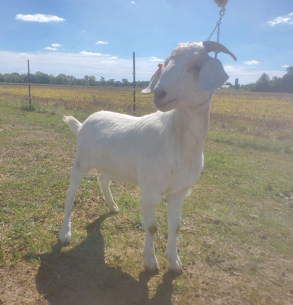 Lot 24 Miarer's Vision Amy Great Lakes Boer Goats Annual Boer
