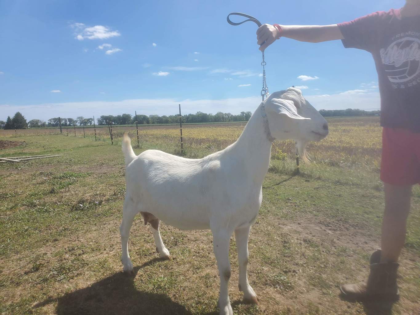 Lot 27 Miarer's Farm White Doe Great Lakes Boer Goats Annual Boer