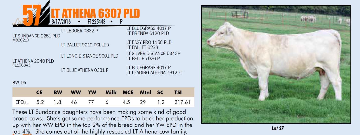 DVAuction Lot 57 Jerry Arthur Charolais Charolais Dispersal