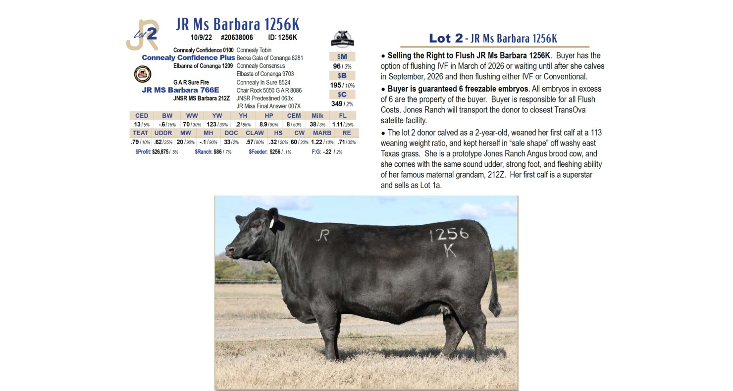Jones Ranch Rambouillet Lot 2 - Right to Flush - JR Ms Barbara 1256K: Jones Ranch - Online ...