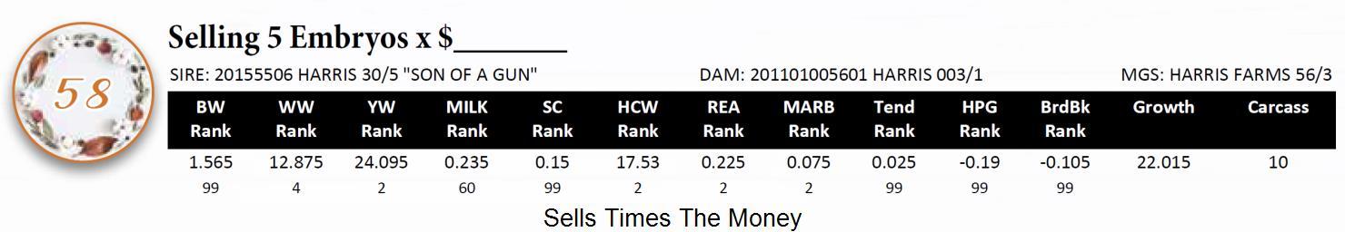 Cattle Embryo Auctions | Lot 58: Cattle Embryo Auctions - Quail Valley