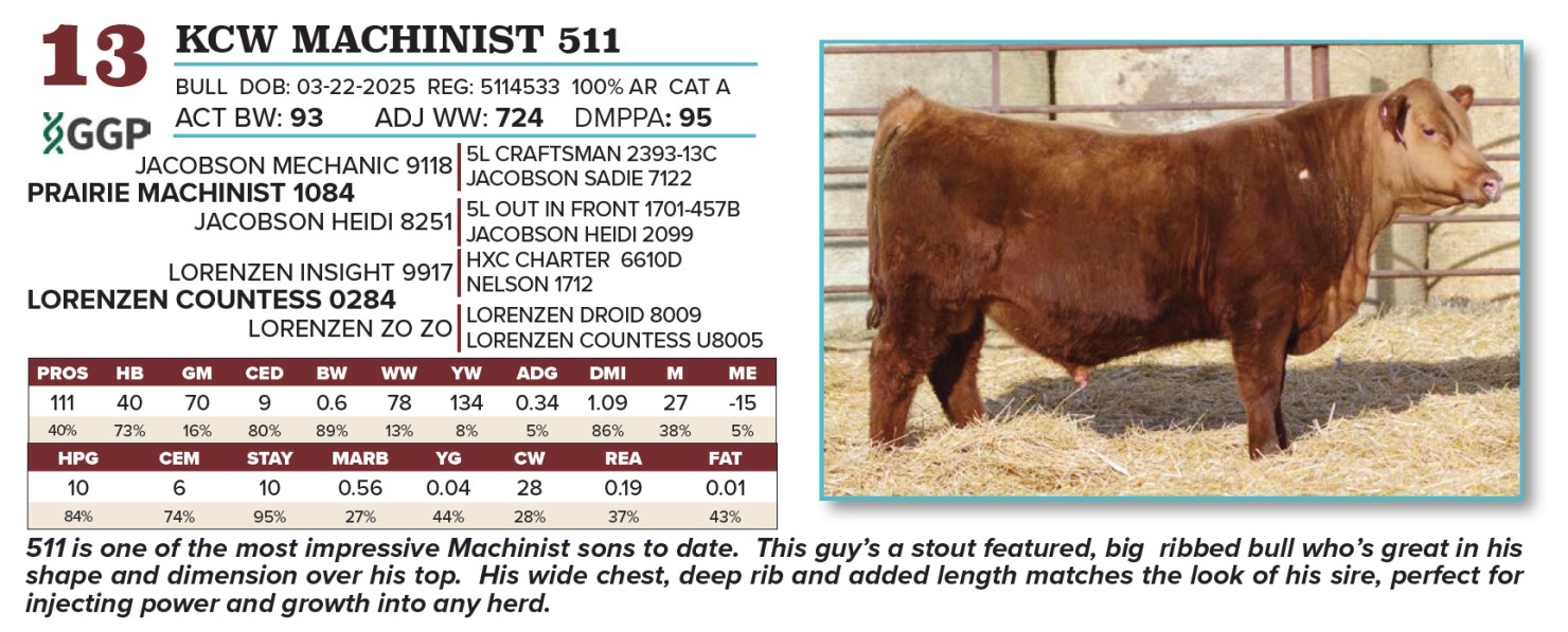 Lot 13: Wasem Red Angus - Annual Production Sale | DVAuction
