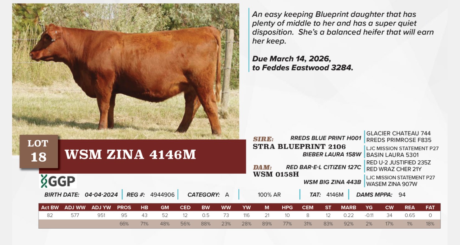 Lot 18 - WSM ZINA 4146M 4944906: Wasem Red Angus Female Sale | Wasem ...