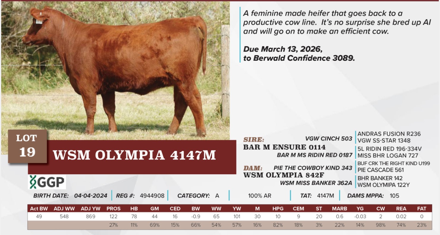 Lot 19 - WSM OLYMPIA 4147M 4944908: Wasem Red Angus Female Sale | Wasem ...
