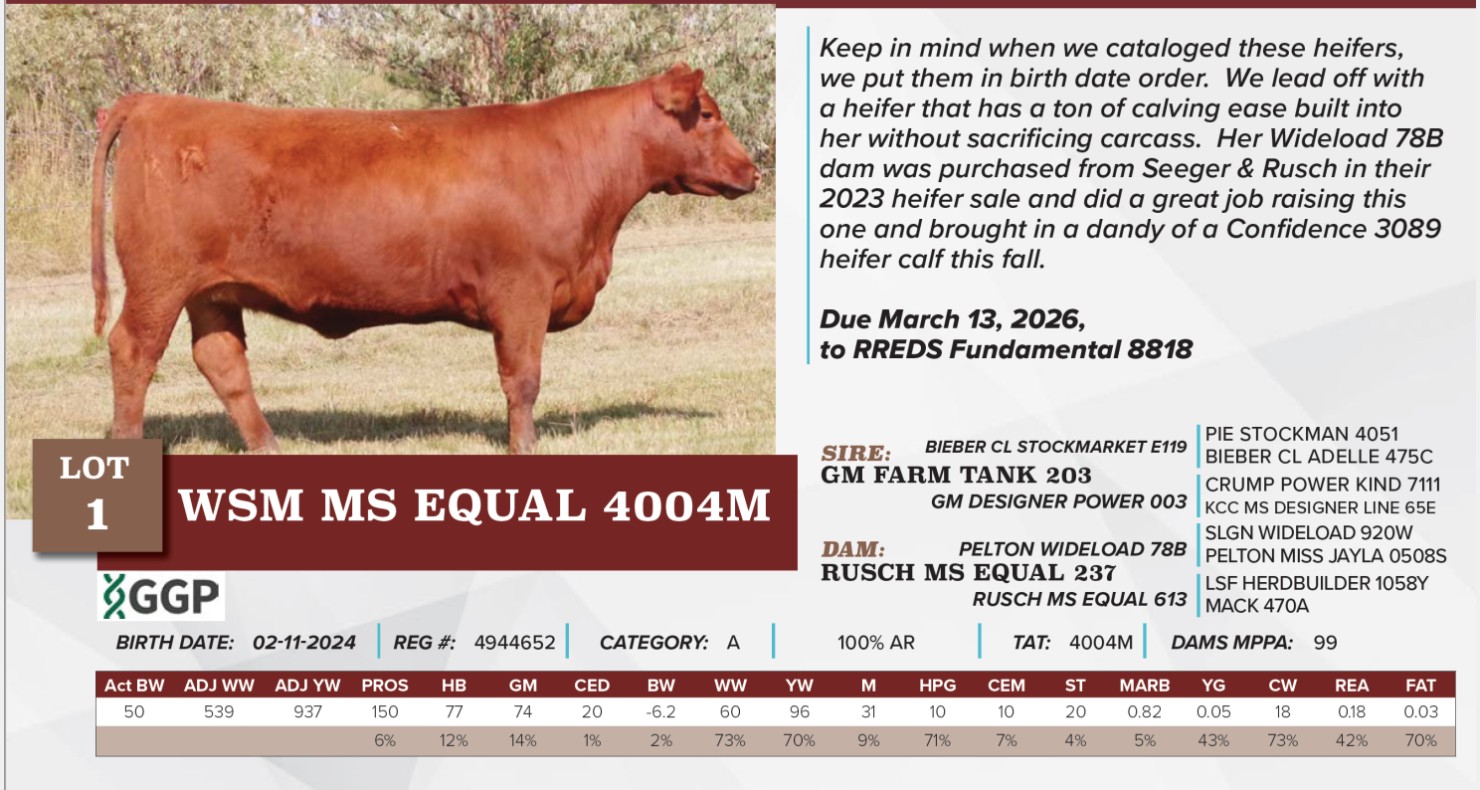 Lot 1 - WSM MS EQUAL 4004M 4944652: Wasem Red Angus Female Sale | Wasem ...