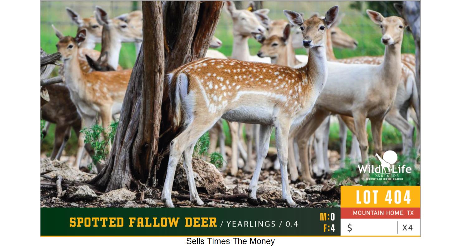 Lot 404 0.4 Spotted Fallow Yearlings WildLife Partners Super