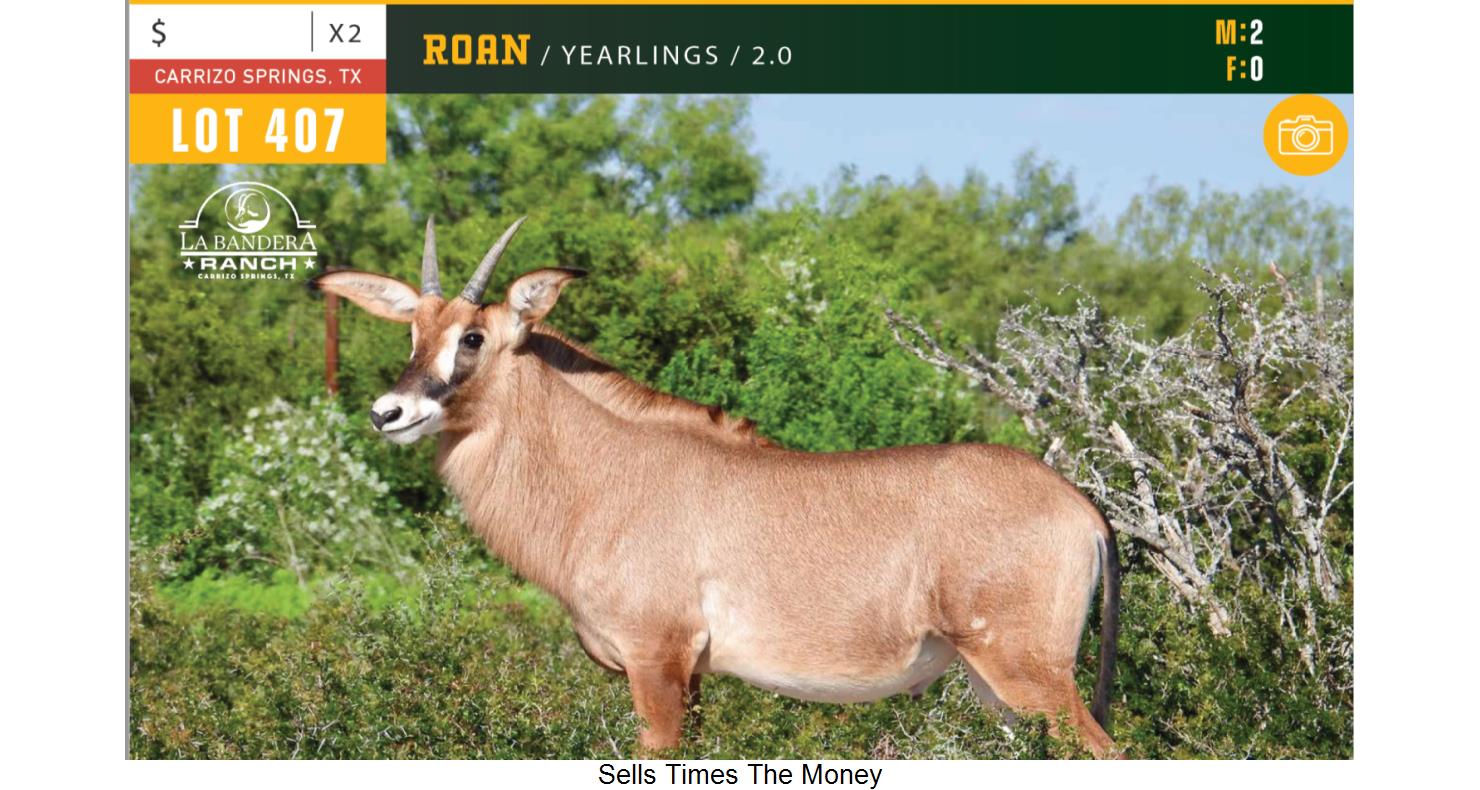 Lot 407 2.0 Roan Yearlings WildLife Partners Super Exotic Wildlife