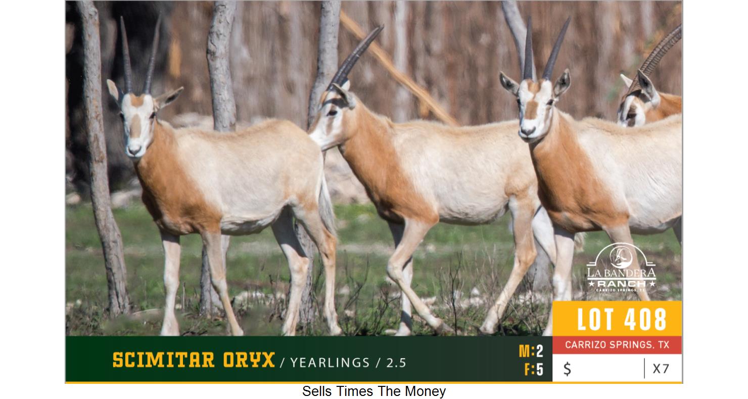 Lot 408 2.5 Scimitar Oryx Yearlings WildLife Partners Super Exotic
