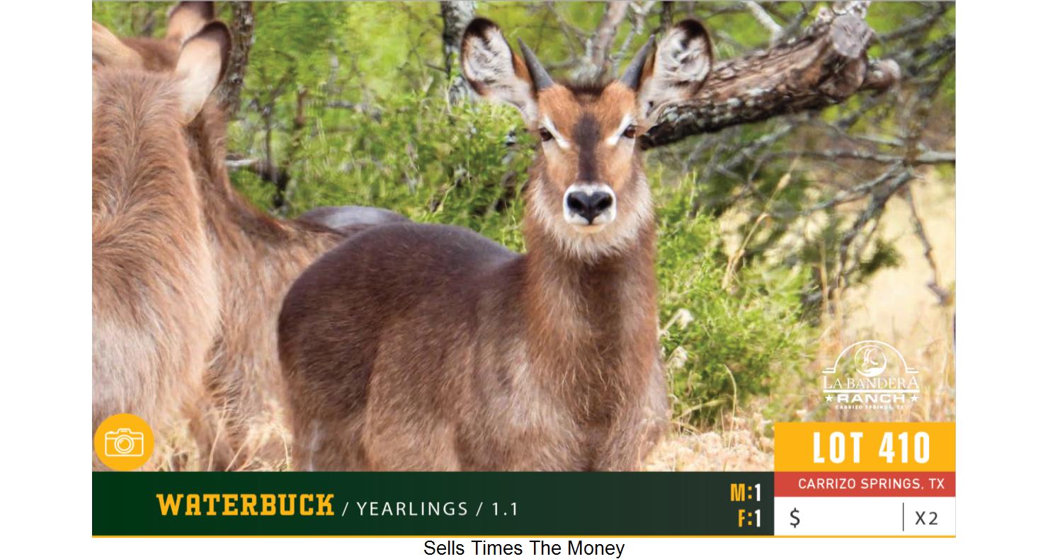 Lot 410 1.1 Waterbuck Yearlings WildLife Partners Super Exotic