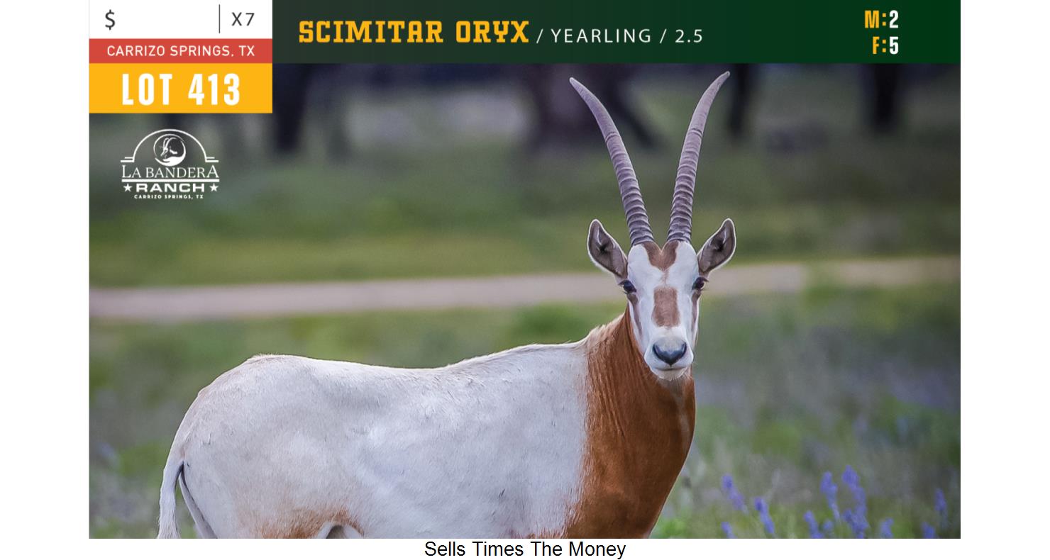 Lot 413 2.5 Scimitar Oryx Yearlings WildLife Partners Super Exotic Wildlife Auction DVAuction