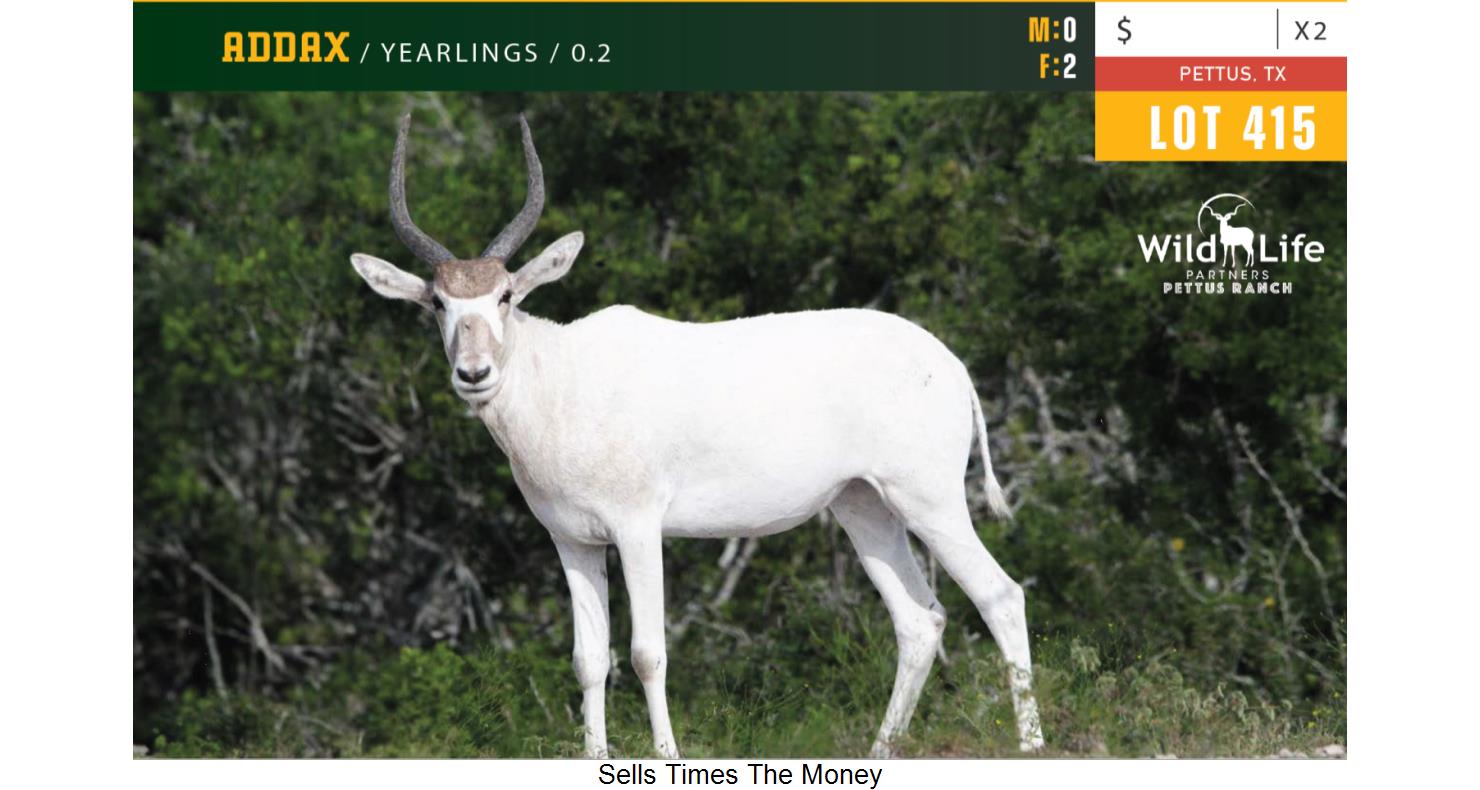 Lot 415 0.2 Female Addax Yearlings WildLife Partners Super Exotic