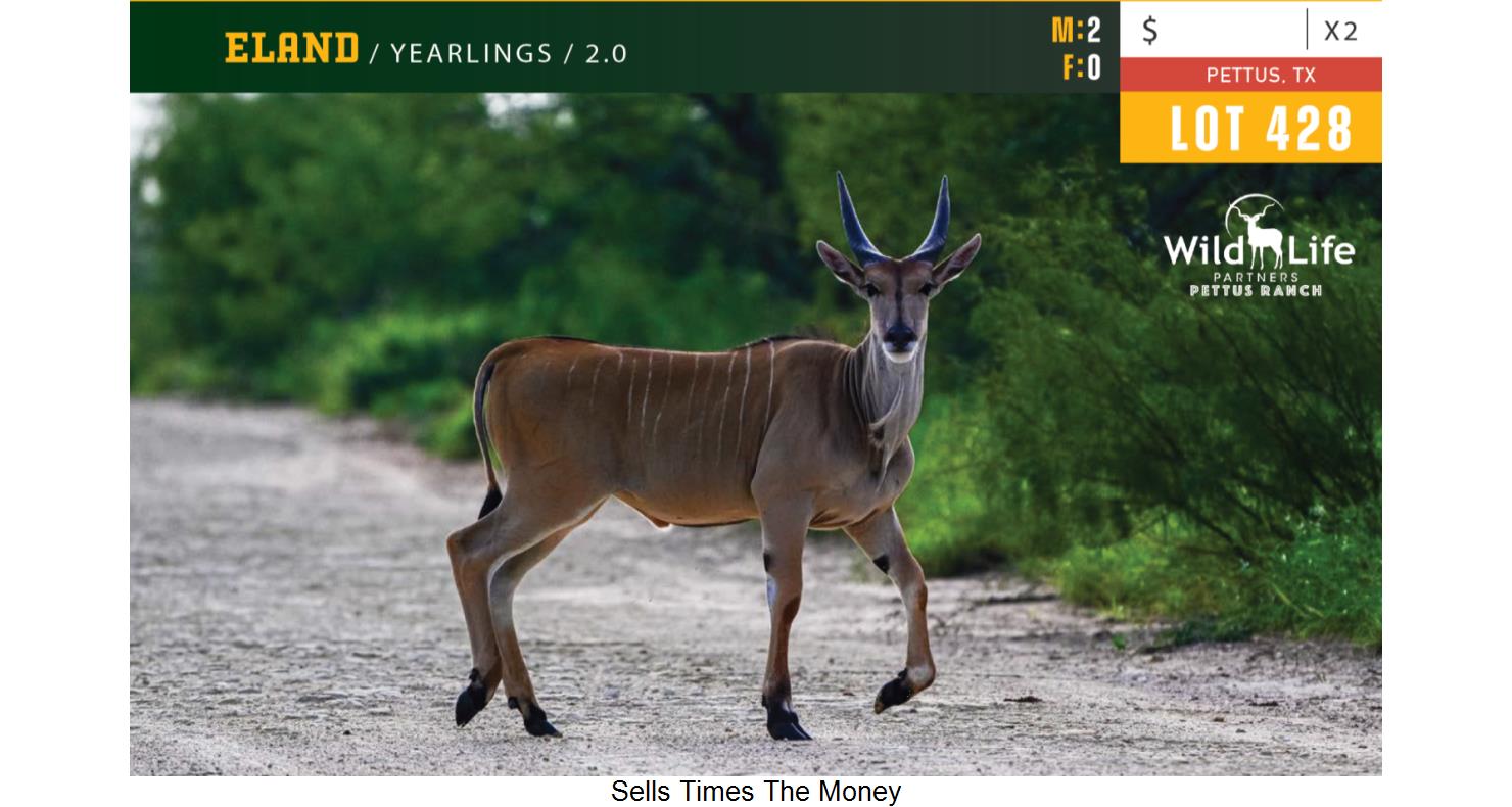 Lot 428 2.0 Eland Yearlings WildLife Partners Super Exotic