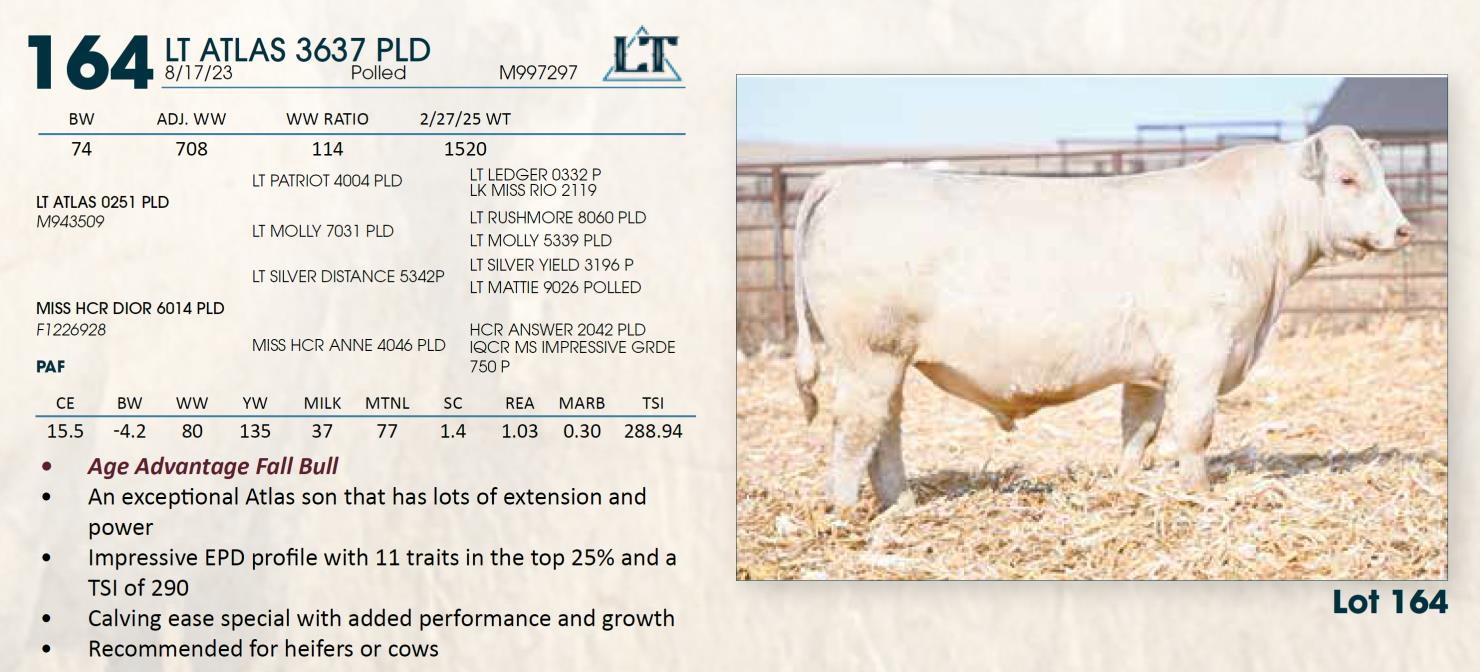 Lot 164 Lindskov's LT Ranch 44th Annual Charolais & Angus Bull Sale