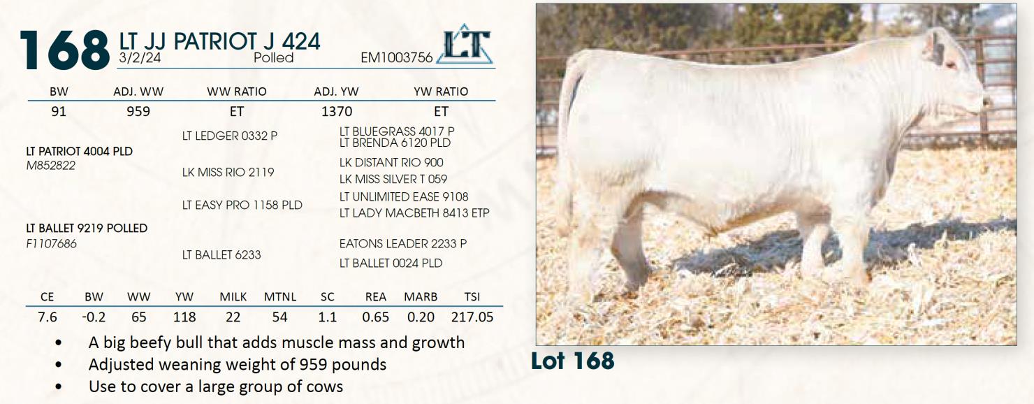 Lot 168 Lindskov's LT Ranch 44th Annual Charolais & Angus Bull Sale