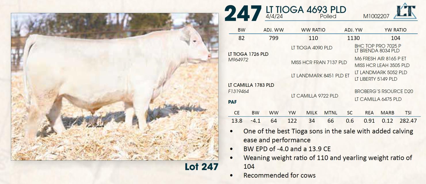 Lot 247 Lindskov's LT Ranch 44th Annual Charolais & Angus Bull Sale