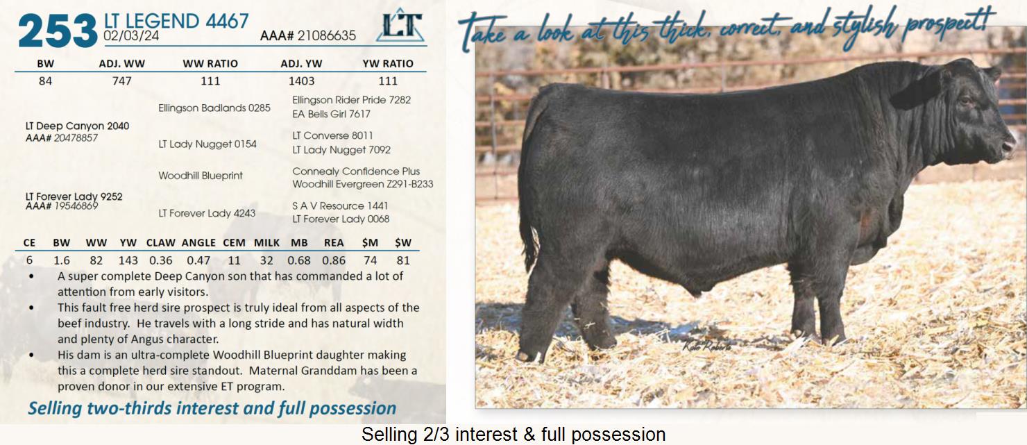 Lot 253 Lindskov's LT Ranch 44th Annual Charolais & Angus Bull Sale