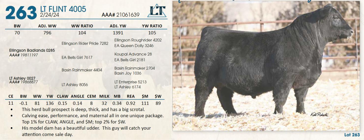 Lot 263 Lindskov's LT Ranch 44th Annual Charolais & Angus Bull Sale