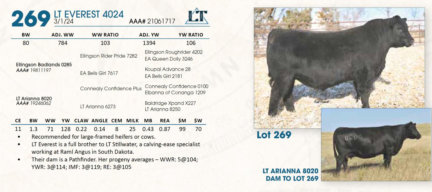 Lot 269 Lindskov's LT Ranch 44th Annual Charolais & Angus Bull Sale