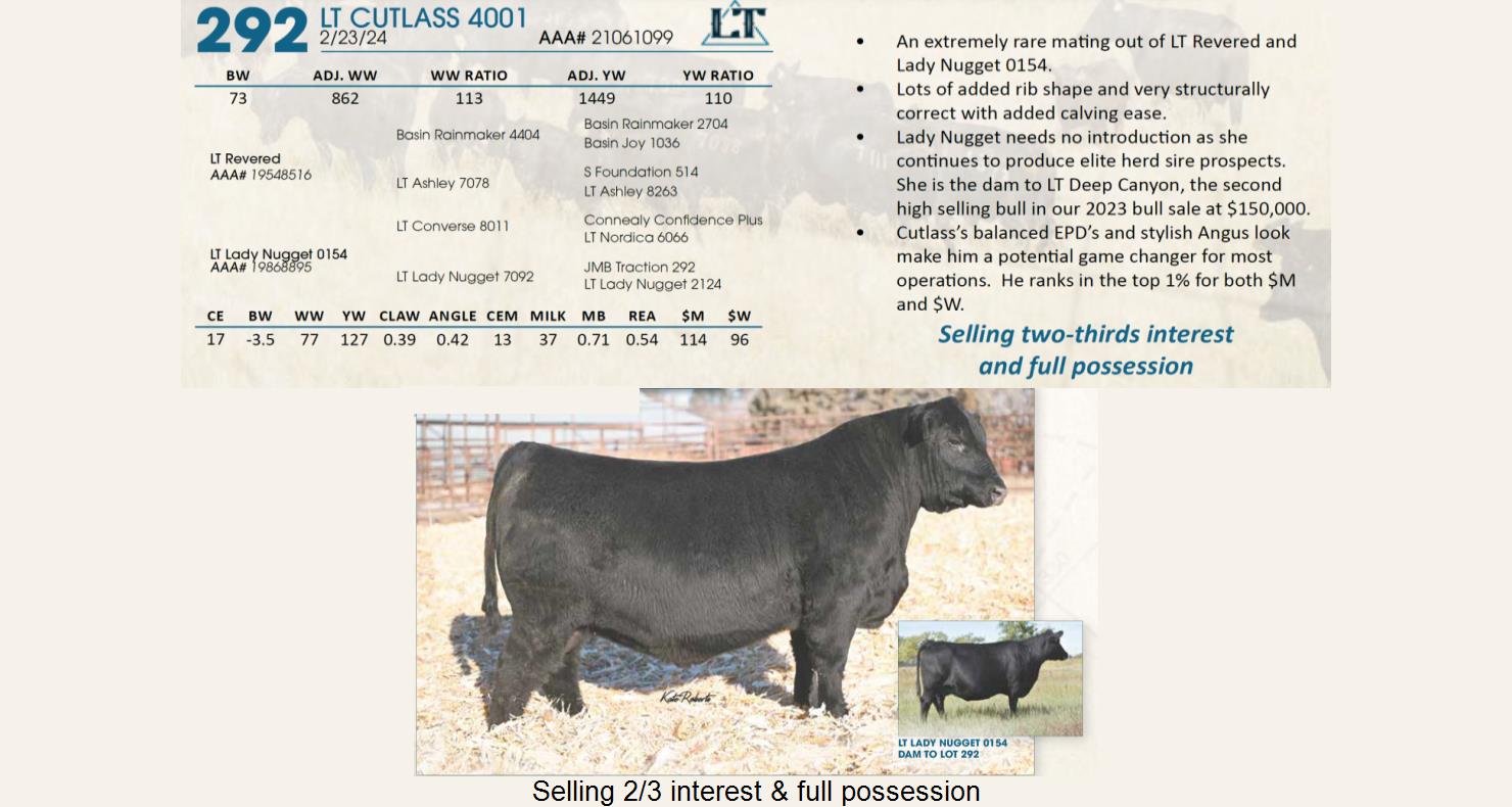 Lot 292 Lindskov's LT Ranch 44th Annual Charolais & Angus Bull Sale