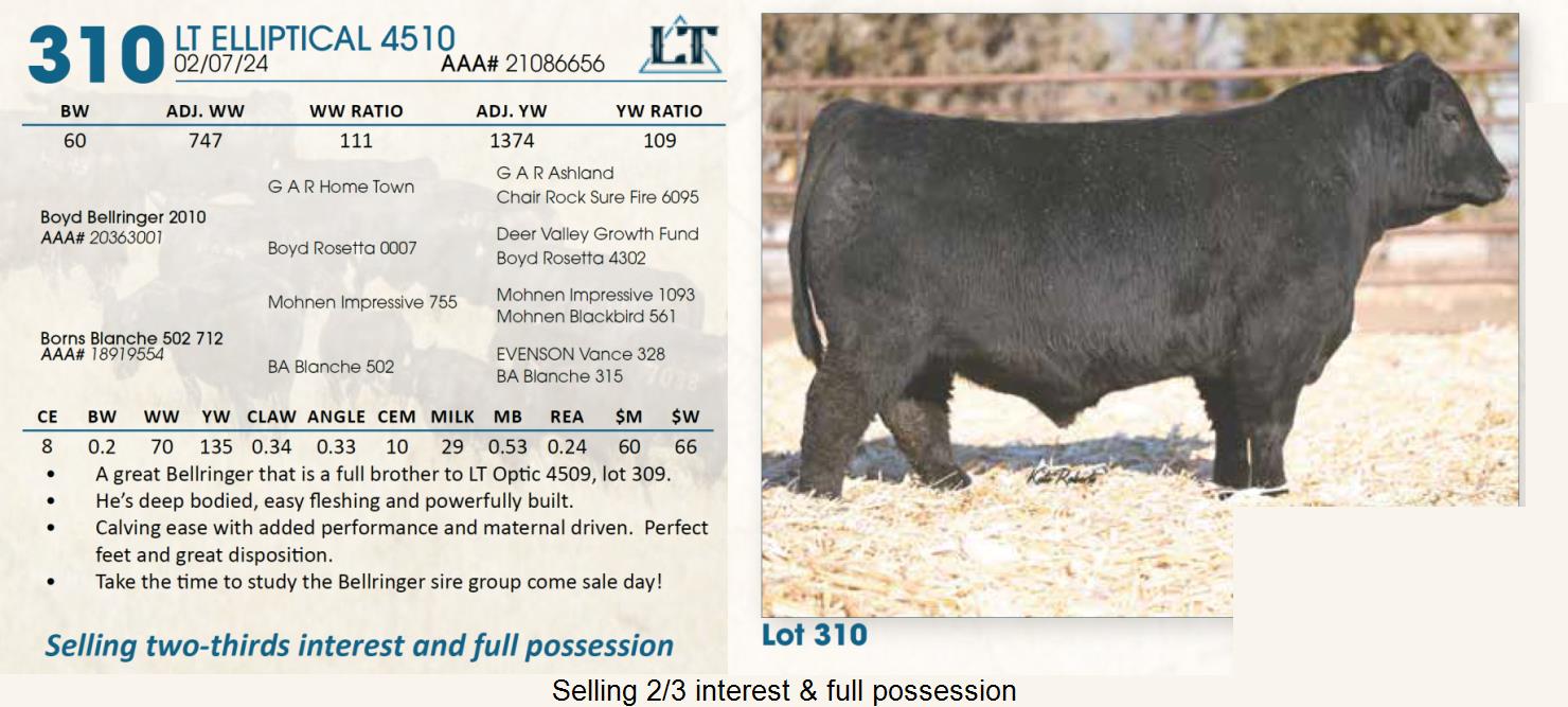 Lot 310 Lindskov's LT Ranch 44th Annual Charolais & Angus Bull Sale