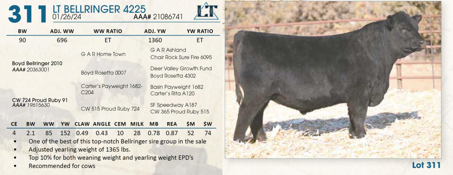 Lot 311 Lindskov's LT Ranch 44th Annual Charolais & Angus Bull Sale