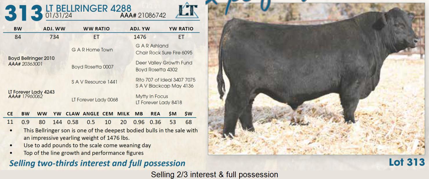 Lot 313 Lindskov's LT Ranch 44th Annual Charolais & Angus Bull Sale