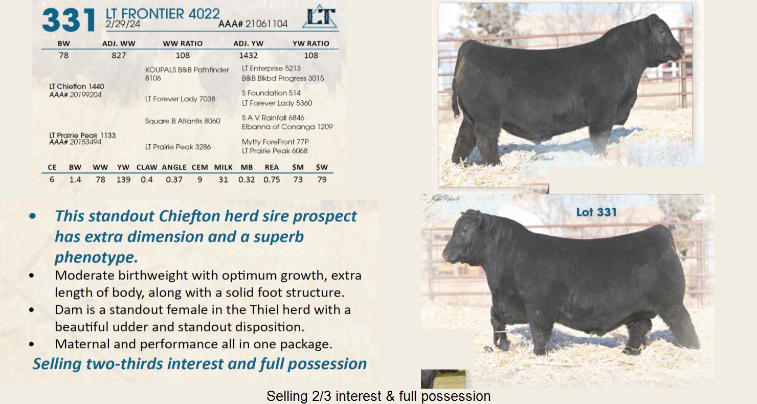 Lot 331 Lindskov's LT Ranch 44th Annual Charolais & Angus Bull Sale
