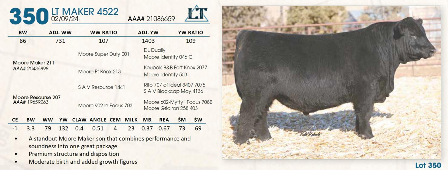 Lot 350 Lindskov's LT Ranch 44th Annual Charolais & Angus Bull Sale