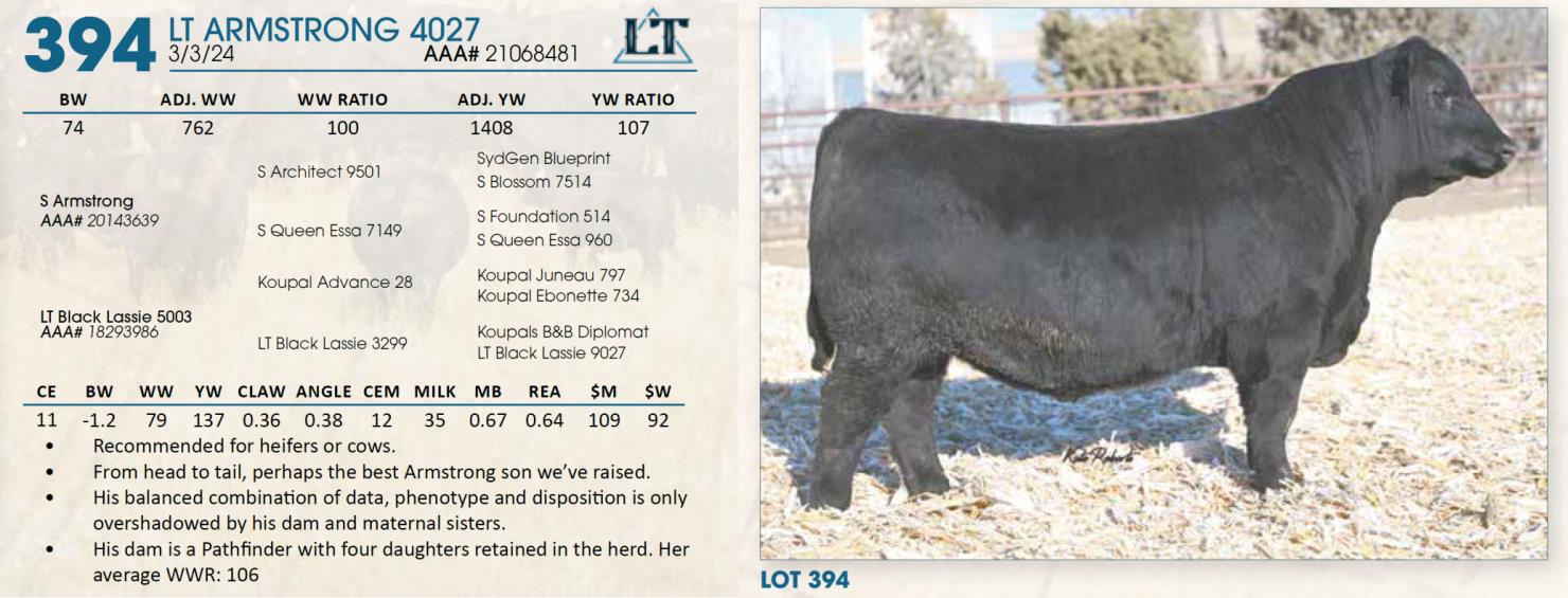 Lot 394 Lindskov's LT Ranch 44th Annual Charolais & Angus Bull Sale