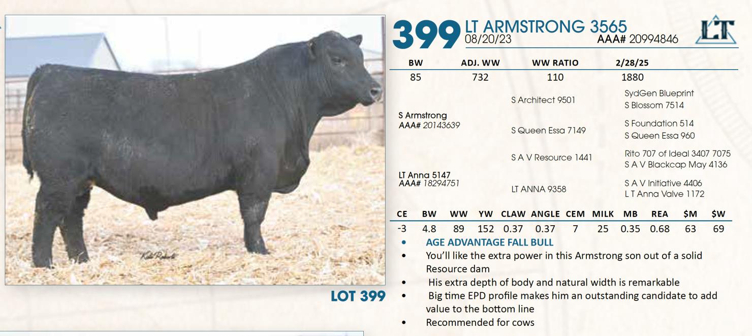 Lot 399 Lindskov's LT Ranch 44th Annual Charolais & Angus Bull Sale