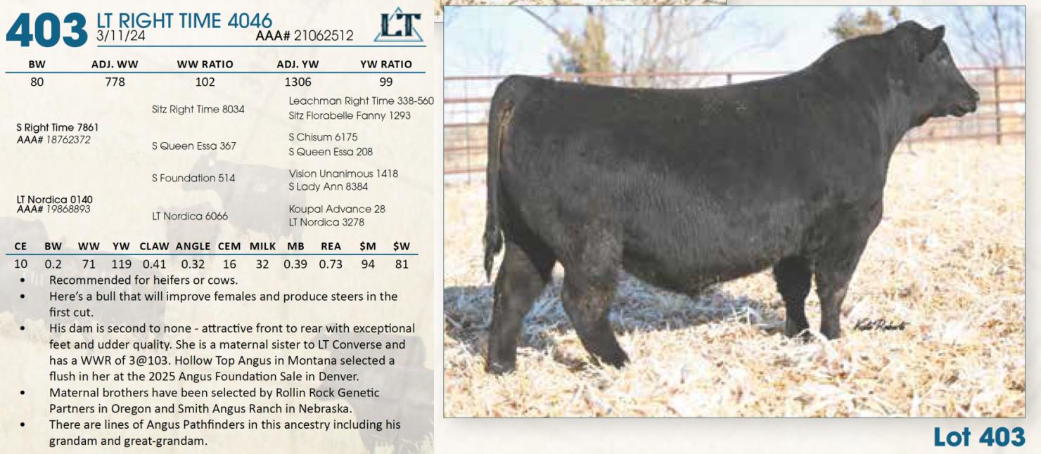 Lot 403 Lindskov's LT Ranch 44th Annual Charolais & Angus Bull Sale