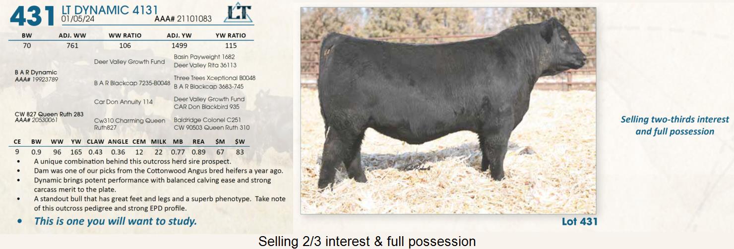 Lot 431 Lindskov's LT Ranch 44th Annual Charolais & Angus Bull Sale