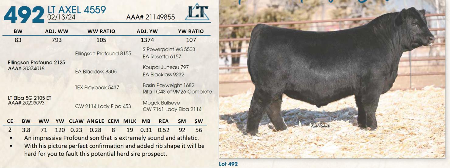 Lot 492 Lindskov's LT Ranch 44th Annual Charolais & Angus Bull Sale